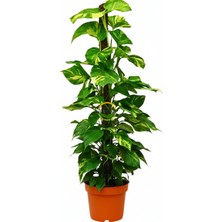 Sopalı Patos Salon Sarmaşığı 'golden Pothos' 100-120CM