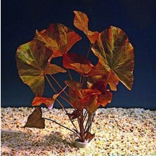 Zemira Nymphaea Rubra Bulb Lotus Soğanı (Kırmızı) Bitki