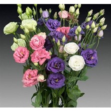 Zemira Lisianthus (Lale Gül) Advantage - Karişik (5 Tohum)