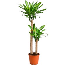 2 Gövdeli Dracaena Massengena Bitkisi 130-150CM