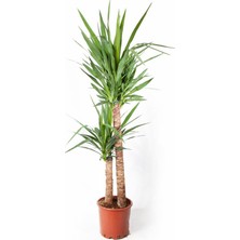 Yucca Bitkisi 2 Gövdeli 120-140CM