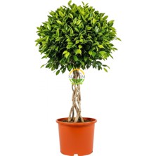Ficus Benjamin Bitkisi Kafes Örgülü 120-140CM