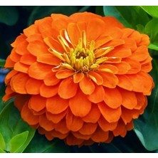 Zemira Zinnia (Kirli Hanım) Büyük Geniş Çiçekli - Turuncu (5 Tohum)