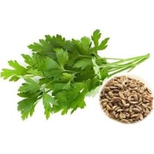 Zemira Maydanoz Iri̇ Yaprak (Çoklu Tohum) - 10 Gram