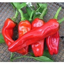 Zemira Bi̇ber Isot (Çoklu Tohum) - 5 Gram