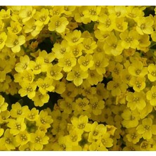 Zemira Alyssum (Çoklu Tohum) - 250 Tohum - Sari Renk