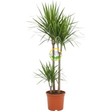 2 Gövdeli Dracaena Marginata Çiçeği 120-140CM