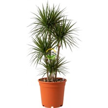 3 Gövdeli Dracaena Marginata Çiçeği 130-150CM