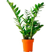 Zamioculcas Zamifolia Zamia Çiçeği 60-70CM