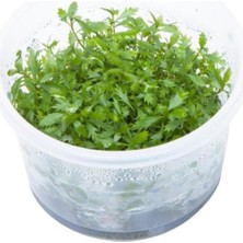 Zemira Proserpinaca Palustris Cuba In Vitro Cup Bitki