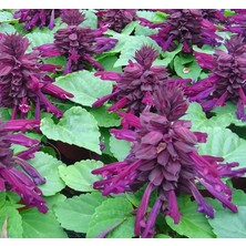 Zemira Mor Ateş Çiçeği - Salvia F1 (30 Tohum)