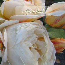 Zemira Gästebuch - Rosen: Guestbook - Roses