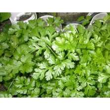 Zemira Kişniş - Aksel 10 gr