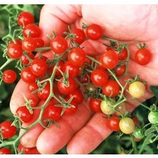 Zemira Bezelye Cherry Domates 10+ Adet – Yüksek Verimli Mini Domates – Tatlı, Sulu Kolay Çimlene
