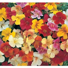 Zemira Mimulus Çiçeği (Çok Çiçekli Bodur) Karışık Renkli - 15 Tohum