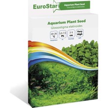 Zemira Eurostar Glossostigma Elatinoides Akvaryum Bitkisi