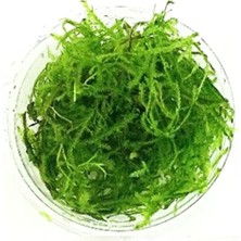 Zemira Vesicularia Dubyana Java Moss Cup Bitki