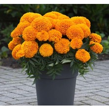 Zemira Kadife Çiçeği (Marigold Büyük Çiçek) Turuncu Renkli - 10 Tohum