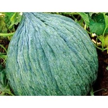 Zemira Kavun Hasanbey - Aksel 10 gr