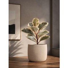 Zemira Çizgili Saksı, Beyaz, 12X15 Cm, Masaüstü Iç Mekan Dekoratif Çiçek Saksısı | Pla 3D Baskı