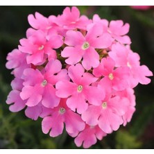 Zemira Mine Çiçeği (Sarkan Çok Dallanan) Pembe Renkli - 10 Tohum