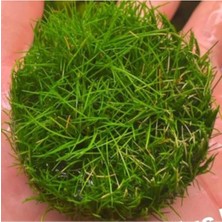 Zemira Mini Parvula In Vitro Cup Bitki