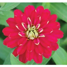 Zemira Kirli Hanım (Zinnia Iri Çiçek) Kırmızı Beyaz Renkli - 5 Tohum