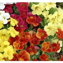 Zemira Karışık Mimulus Misk Çiçeği F1 (30 Tohum)