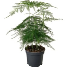 IKEA Asparagus Setaceus Yeşil 12 cm Canlı Bitki