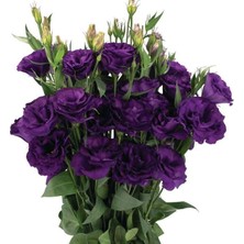 Zemira Lisianthus (Lale Gül) Advantage - Mor (5 Tohum)