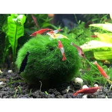 Zemira Hayatist 1 Adet Moss Ball Özelikle Karideslerinizi Bu Yosun Topunu Çok Sevecek 3-4 cm