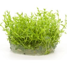 Zemira Gratiola Viscidula In Vitro Cup Bitki