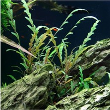 Zemira Hygrophila Pinnatifida In Vitro Bitki
