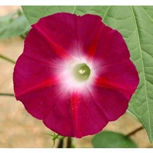 Zemira Sarmaşik (Çoklu Tohum) - 50 Tohum - Kirmizi Renk