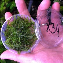 Zemira Erect Moss Kutu Bitki