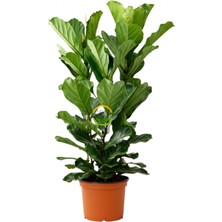 3 Gövdeli Keman Yapraklı Kauçuk Bitkisi 'ficus Lyrata' 120-130CM