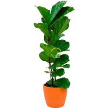 2 Gövdeli Keman Yapraklı Kauçuk Bitkisi 'ficus Lyrata' 110-130CM