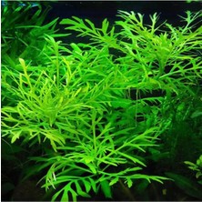 Zemira Hygrophila Difformis 4-6 Kök Bitki