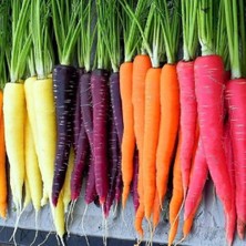 Zemira 100 Adet Five Color Rainbow Havuç