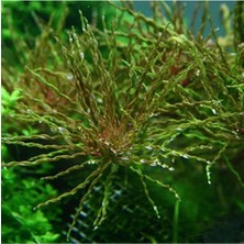 Zemira Ludwigia Inclinata Tornado Saksı Bitki