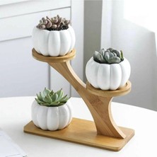 Grimsi 3'lü Kabak Sukulent Saksı Set(Çiçek ve Stand Dahil Değildir