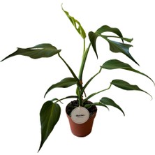Betonish Monstera 'burle Marx Flame' (Deve Tabanı)