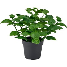 IKEA Fejka Yeşil 9 cm Yapay Bitki