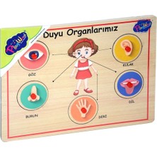 166/167 Onyıl, Ahşap Tutmalı Organlar