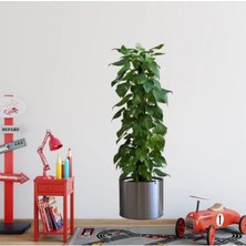 Hace Bazaar Saksılı Bitki Tasarımlı Yapışkanlı Sticker Resim