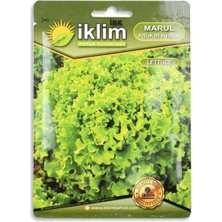 TeknoKapsül Tohum Marul Kışlık Iri Kıvırcık 5gr