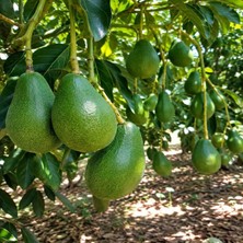 Bahcemden Online Clifton Avokado 1 kg + Ejder Meyvesi 1 kg