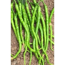 Elitse Tatlı Kıl Biber Tohumu 10 gr