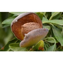 Taşkar Peyzaj Makako Badem Fidanı ( 80 -100 cm ) -Tüplü