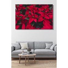 Şehber Canlı Kırmızı Yapraklarıyla Bilinen atatürk Çiçeği (Poinsettia) Bitkisi Yatay Kanvas Tablo Tekli 3531
